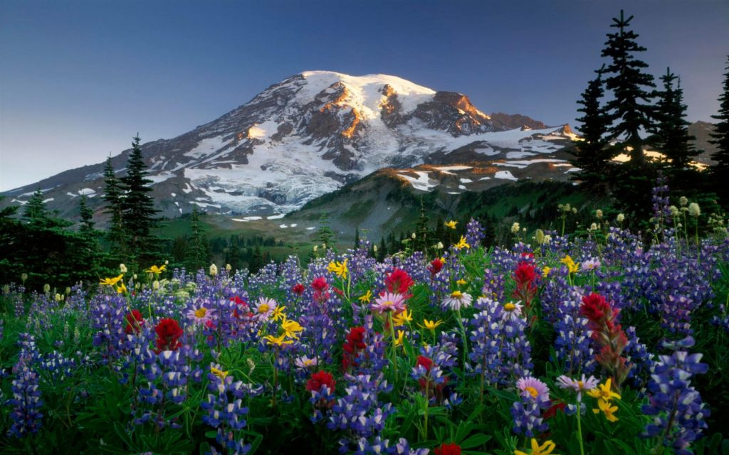 Montagne et fleurs