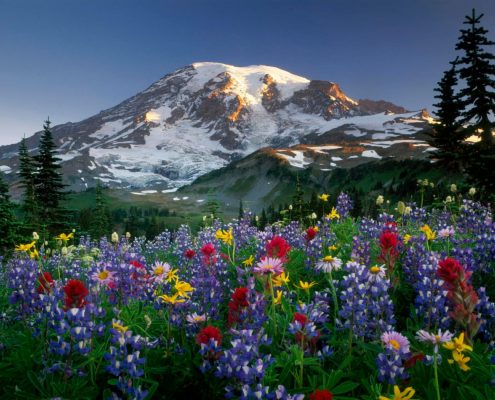 Montagne et fleurs