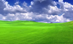 Terrain verdoyant - Horizon
