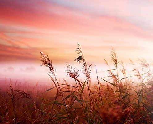 Plantes et horizon