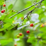 Branche et fruits