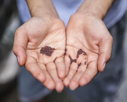 Mains avec semences par Joshua Lanzarini (unsplash.com)