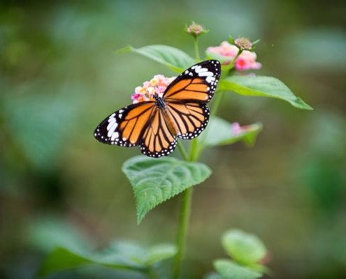 Monarque par Daniel Klein (unsplash.com)