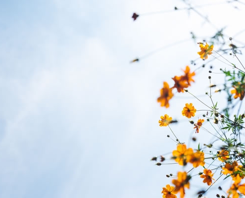 Ciel et fleur de Masaaki Komori (unsplash.com)