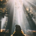 Personne humaine et soleil par Nathan Dumlao (unsplash.com)