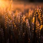 Épis de blé et soleil par Jacek Dylag (unsplash.com)