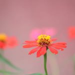 Fleurs, fragilité de Moon Bhuyan (unsplash.com)