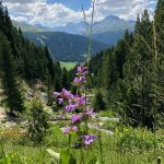 Montagne, forêt et fleurs (unsplash.com)