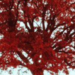 Arbre rouge