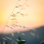 Plante et horizon de Elijah Hiett (unsplash.com)