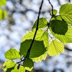 Feuilles et lumière par Flash Dantz (unsplash.com)