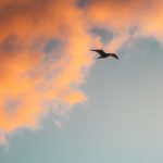 Oiseau et horizon par Jason Pischke (unsplash.com)