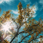 Arbre, soleil, lumière, firmament de Andrew Seaman (unsplash.com)