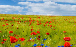 Fleurs, champ. ciel bleu par Zbynek Burival (unsplash.com)