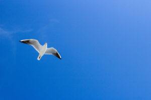 Oiseau vole sous ciel bleu par Olga Safronova (unsplash.com)
