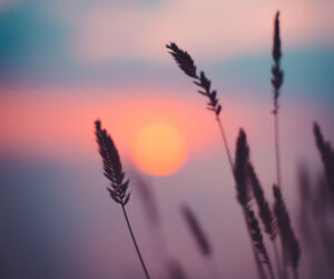 Horizon. soleil et plantes par Ann Savchenko (unsplash.com)