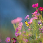 Fleurs et oiseau jaune par Ray Hennessy (unsplash.com)