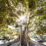 Arbre, racines et soleil par Jeremy Bishop (unsplash.com)