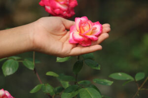 Donner une fleur de Md Hasnat Shahriar Shanto (unsplash.com)