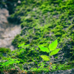 Petite plante verte par Bruce Hong (unsplash.com)