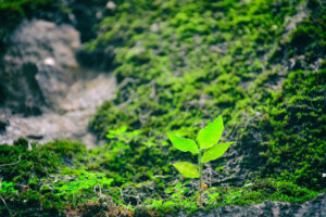 Petite plante verte par Bruce Hong (unsplash.com)