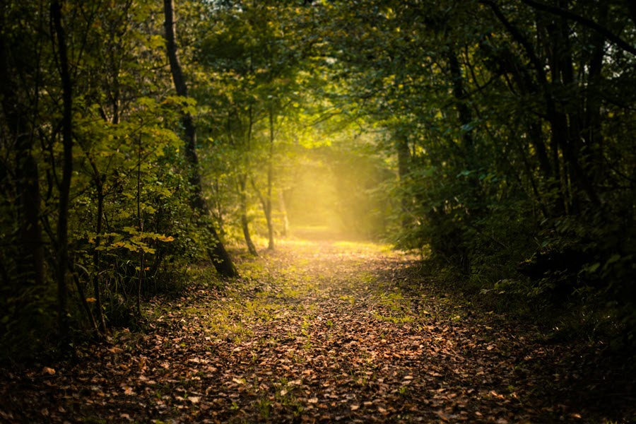 Chemin et lumière de Adrien Tutin (unsplash.com)