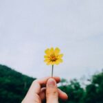 Fleur à la main par Kawin Harasai (unsplash.com)
