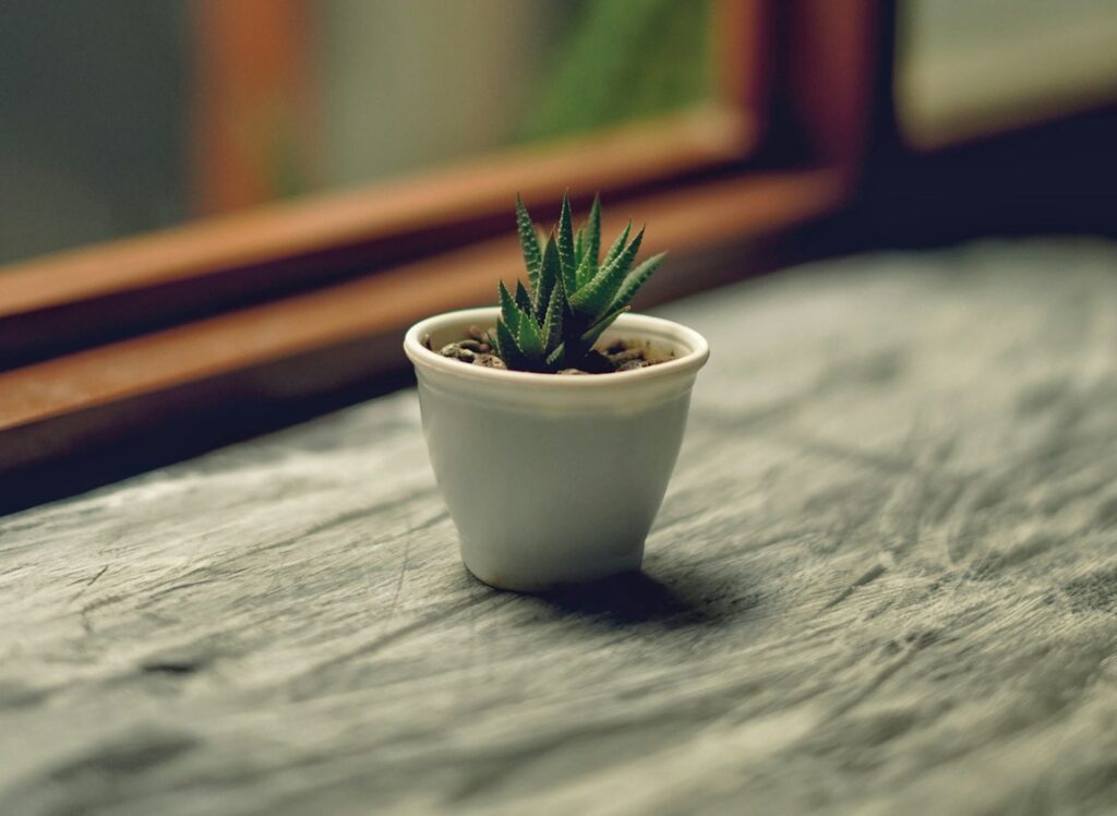 Petite plante par Mohammad Dadkhah (unsplash.com)