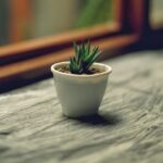 Petite plante par Mohammad Dadkhah (unsplash.com)