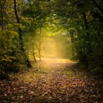 Chemin et lumière de Andrien Tutin (unsplash.com)