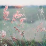 Fleurs et horizon par Kien Do (unsplash.com)