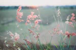 Fleurs et horizon par Kien Do (unsplash.com)