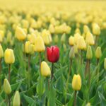 Tulipe rouge de Rupert Britton (unsplash.com)