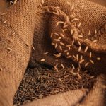 Semences par Andrian Gomez (unsplash.com)