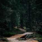 Chemin dans un bois par Mattia Corciulo (unsplash.com)