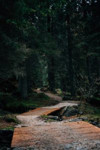 Chemin dans un bois par Mattia Corciulo (unsplash.com)