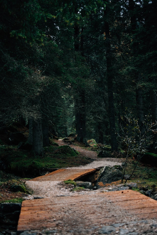 Chemin dans un bois par Mattia Corciulo (unsplash.com)